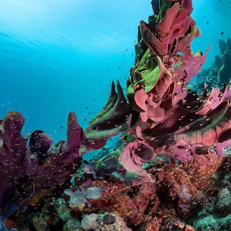 Coral Reef (image credit : Tracey Jennings)
